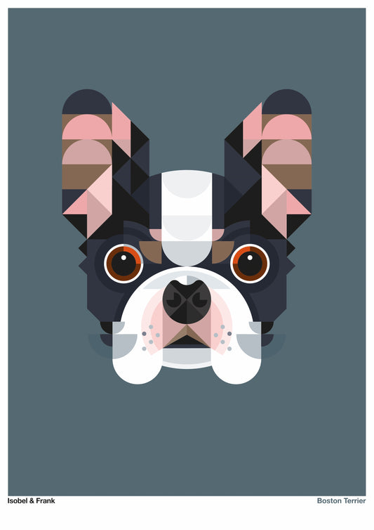 Boston Terrier