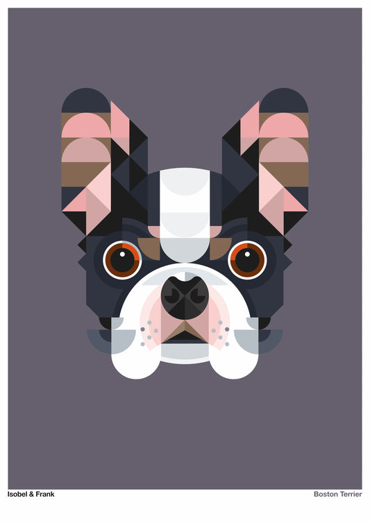 Boston Terrier