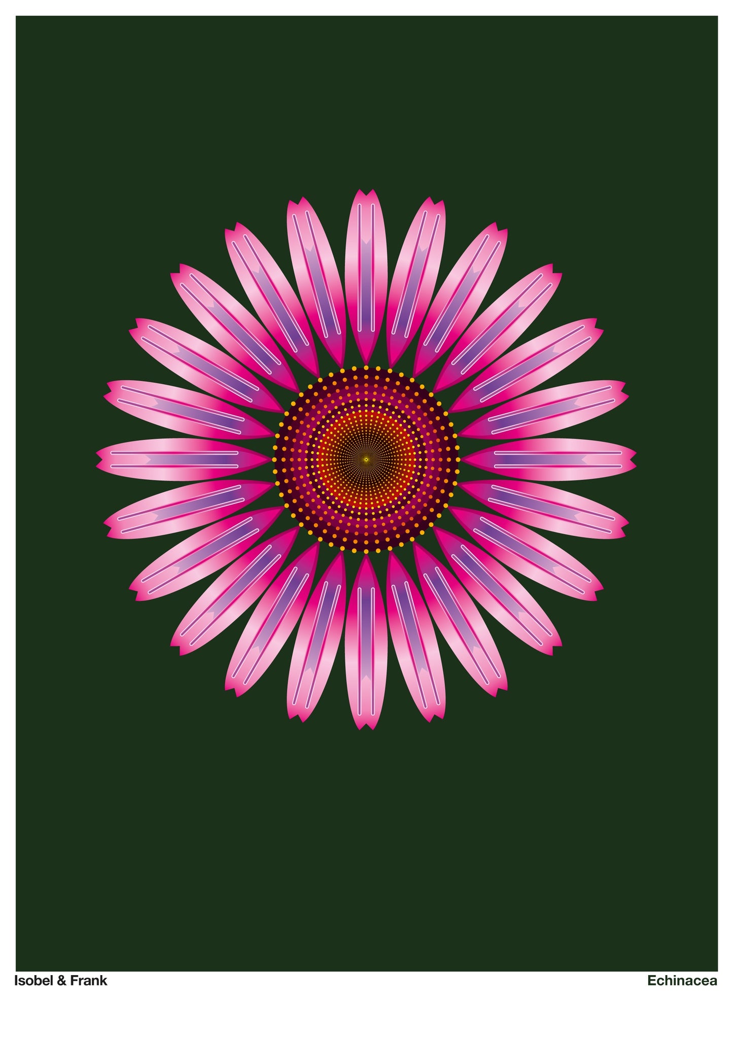 Echinacea