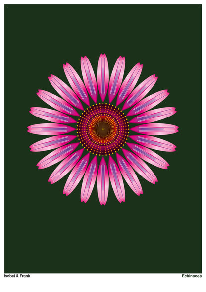 Echinacea