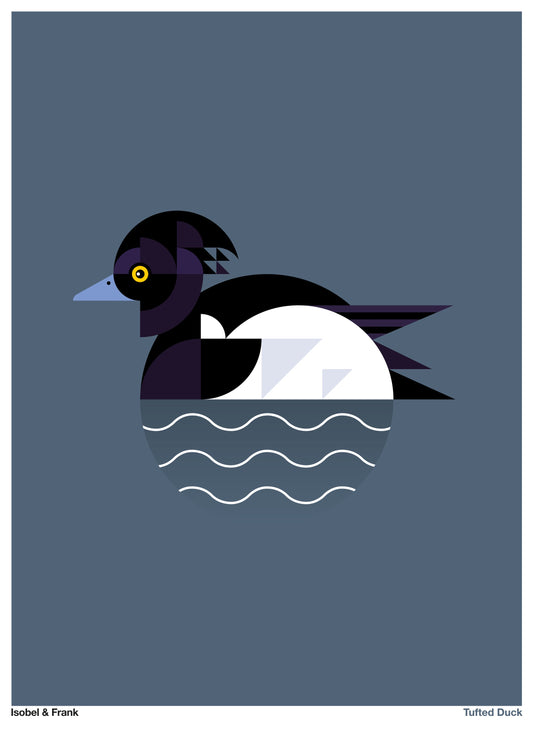 Tufted Duck